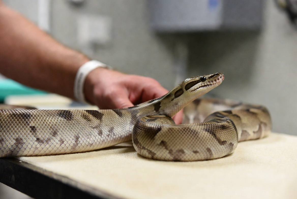 Ball python being examined by a reptile veterinarian