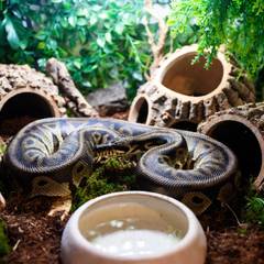 Ball python enclosure with hides, clutter, and a large water bowl