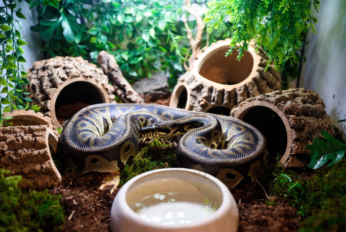 Ball python enclosure with hides, clutter, and a large water bowl