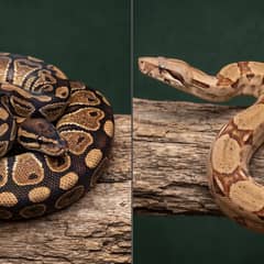 A ball python and a boa constrictor side by side for comparison