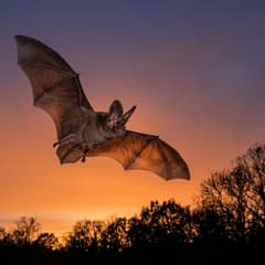 A bat in flight at dusk against an orange and violet sky, wings spread, with dark tree silhouettes below