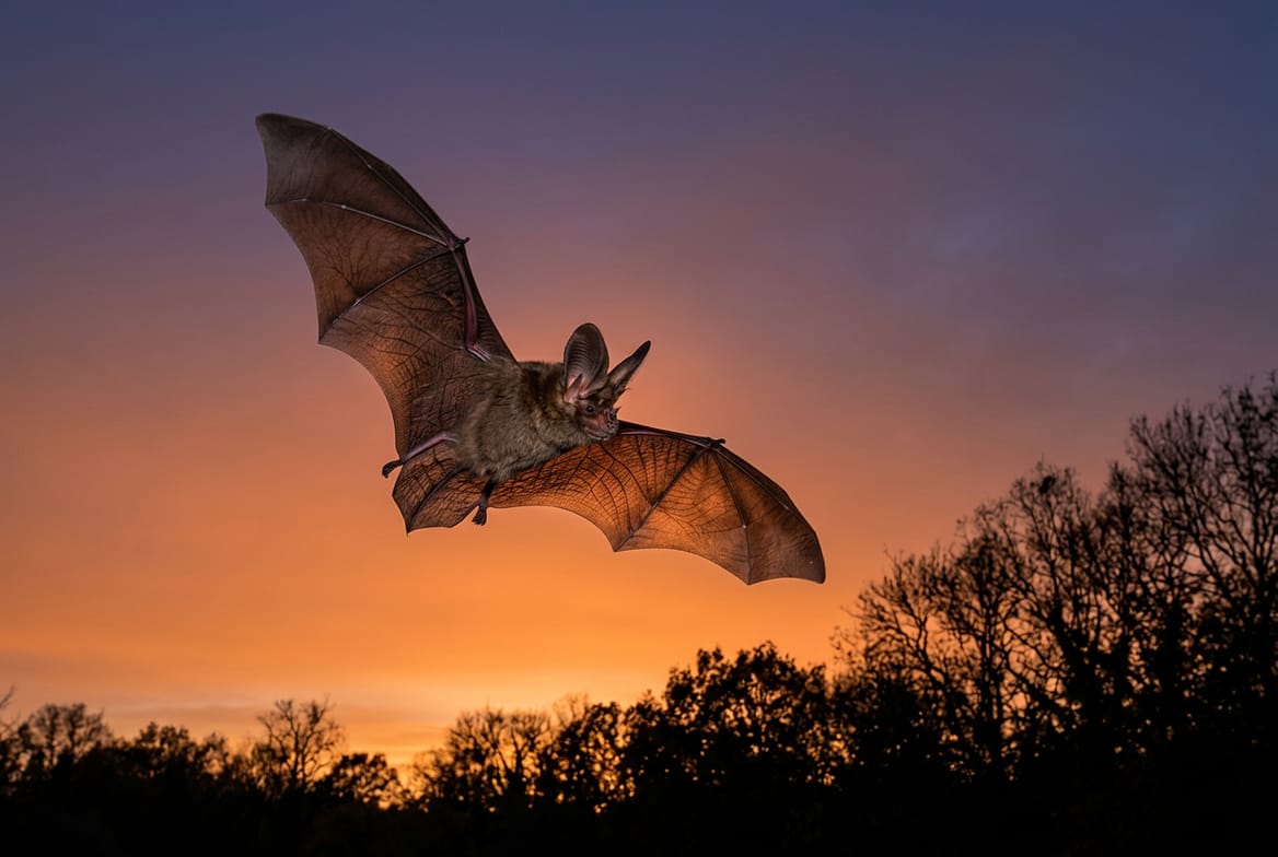 A bat in flight at dusk against an orange and violet sky, wings spread, with dark tree silhouettes below