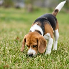 A beagle nose-down tracking a scent trail across grass, ears forward