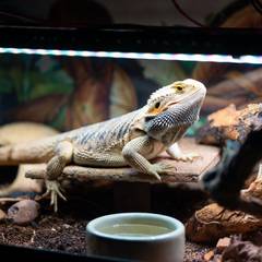 Bearded dragon basking under a UVB light in a fully equipped enclosure