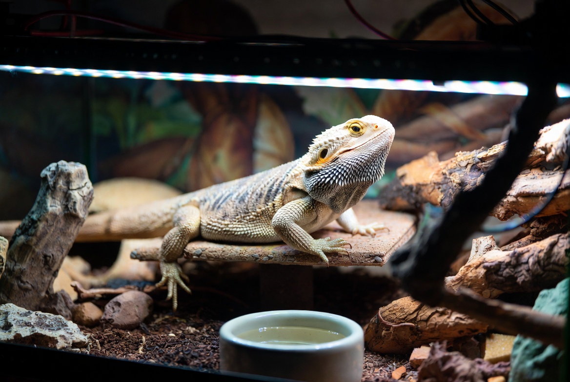 Bearded dragon basking under a UVB light in a fully equipped enclosure