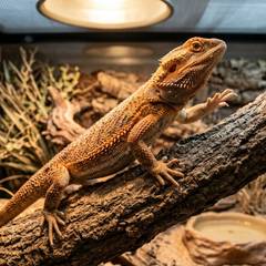 A bearded dragon climbing a sturdy branch inside its enclosure