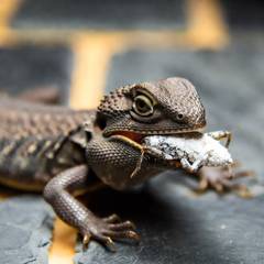 Bearded dragon eating chopped leafy greens and a calcium-dusted cricket