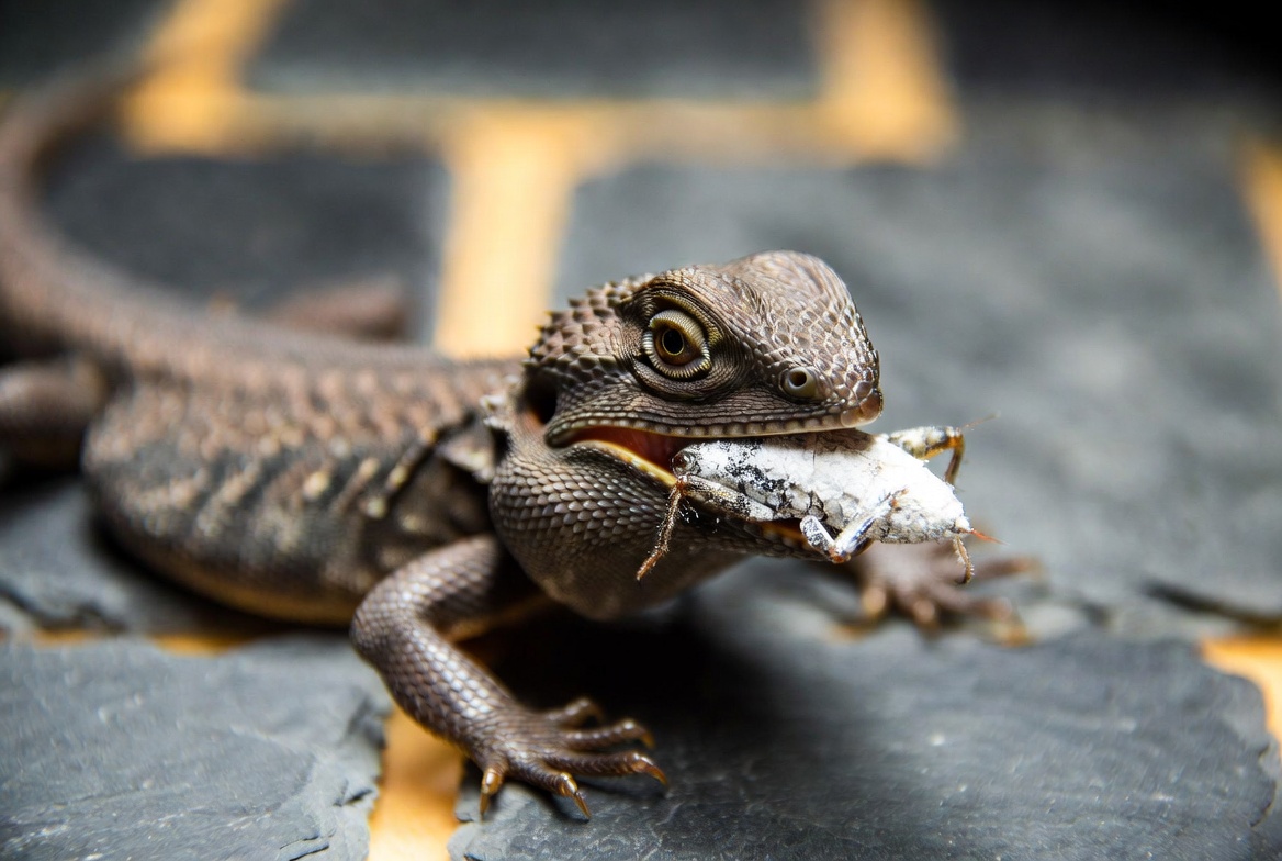 Bearded dragon eating chopped leafy greens and a calcium-dusted cricket
