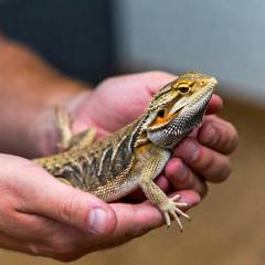 Person gently holding a bearded dragon with a full underhand grip