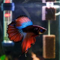 Betta fish in a small heated aquarium with a heater and filter visible