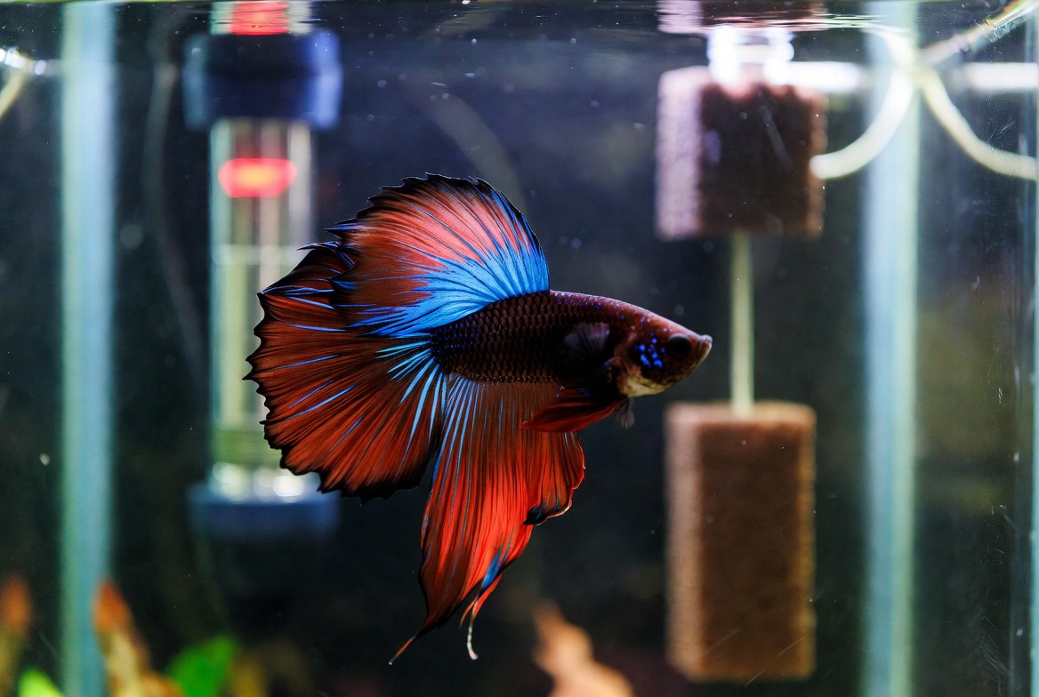Betta fish in a small heated aquarium with a heater and filter visible