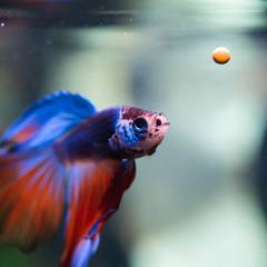 Betta fish approaching floating pellets at the water's surface