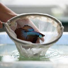 Betta fish being transferred with a net instead of bare hands