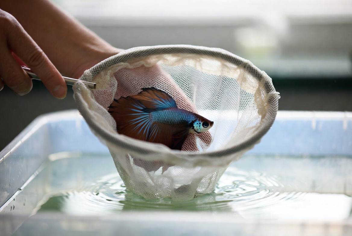 Betta fish being transferred with a net instead of bare hands