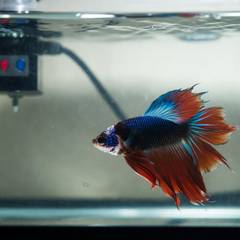 Betta fish with frayed fins in a hospital tank during treatment