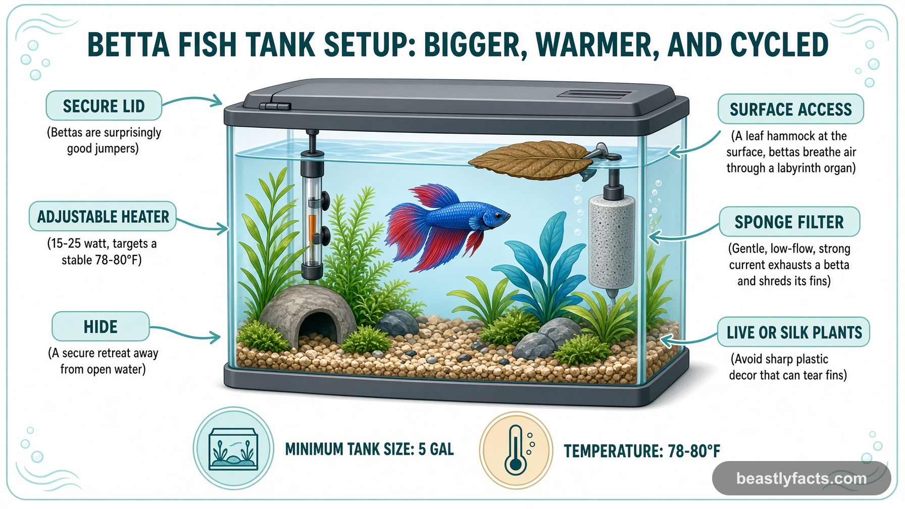 Labeled diagram of a 5-gallon betta fish tank showing the heater, sponge filter, live plants, and surface leaf hammock