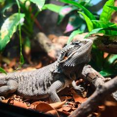 Adult bearded dragon in a lush bioactive terrarium with live plants
