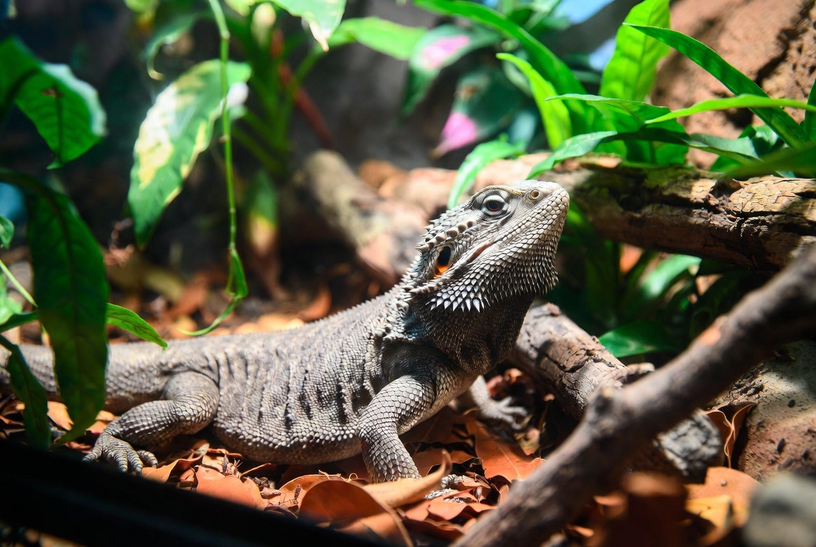 Adult bearded dragon in a lush bioactive terrarium with live plants