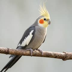 A cockatiel perched on one foot with feathers loosely fluffed and eyes bright, beside an illustration of a sick bird huddled low on both feet with feathers puffed tight and eyes half closed