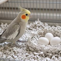 An avian veterinarian gently palpating a small parrot's abdomen to check for a bound egg