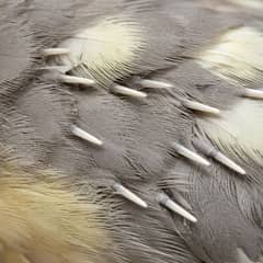 Close-up of a cockatiel's wing showing several white pin feathers still in their keratin sheaths alongside mature feathers