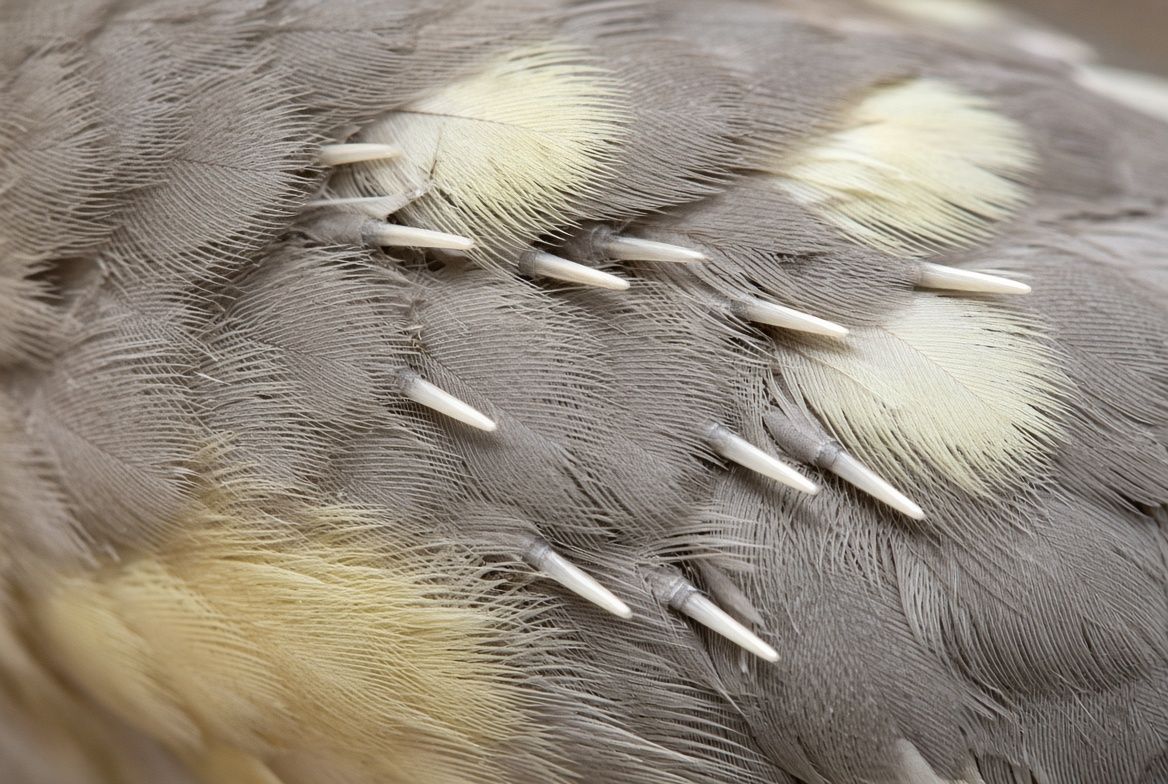 Close-up of a cockatiel's wing showing several white pin feathers still in their keratin sheaths alongside mature feathers