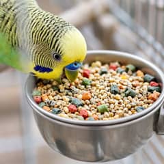 A budgie standing between a dish of seed mix and a dish of pelleted bird food, mid-conversion between the two diets