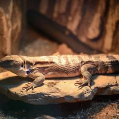 Northern and Indonesian blue-tongued skinks illustrating the price and care difference between the two types