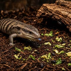 A blue tongue skink foraging across deep substrate scattered with food