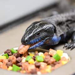 Blue tongue skink eating a mix of vegetables and protein from a shallow dish