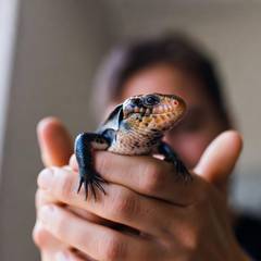 Blue-tongued skink calmly resting across an owner's open hands