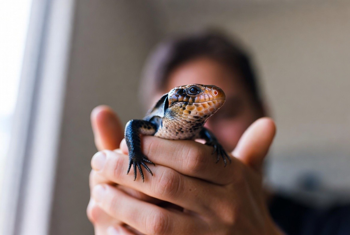 Blue-tongued skink calmly resting across an owner's open hands