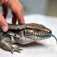 Blue-tongued skink undergoing a vet exam to check for signs of illness