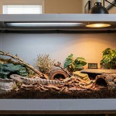 Blue-tongued skink enclosure with basking area, hide, and moisture-retentive substrate