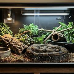 Boa constrictor imperator resting near its PVC enclosure setup