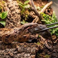 A boa constrictor coiled around a frozen-thawed rat offered with feeding tongs