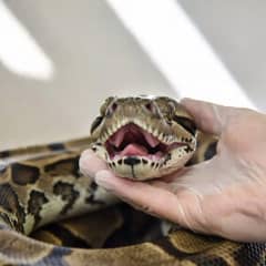 Boa constrictor being examined for signs of illness