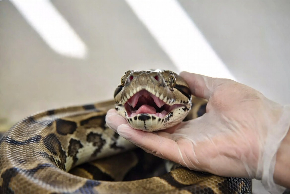 Boa constrictor being examined for signs of illness