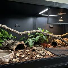 Boa constrictor enclosure with basking area, humid hide, and thermostat-controlled heat source