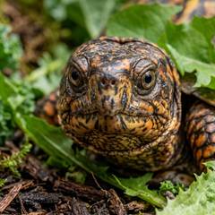 Eastern box turtle undergoing a vet exam to check its shell and eyes