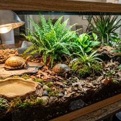 Box turtle enclosure with a basking light, deep burrowable substrate, and a soaking dish