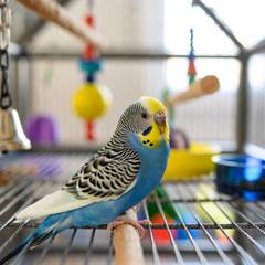 Budgie perched in a fully equipped flight cage