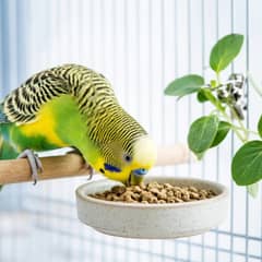 A budgie eating pellets from a ceramic dish with leafy greens clipped to the cage bars