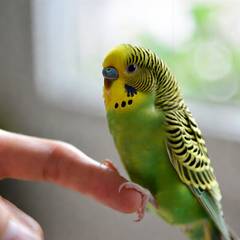 Budgie stepping onto a person's finger inside its cage