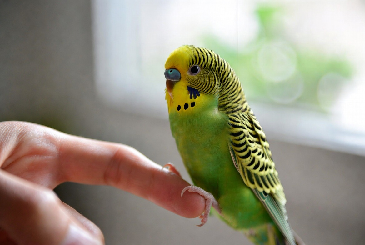 Budgie stepping onto a person's finger inside its cage