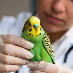 Budgie being examined by an avian veterinarian