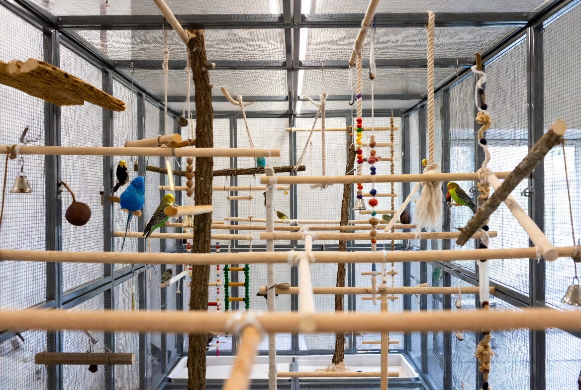 Budgie flight cage with varied perches and food dishes