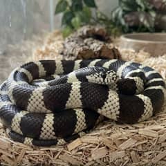 California kingsnake with banded pattern coiled on aspen substrate