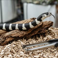 A banded California kingsnake taking a thawed mouse from long feeding tongs inside its enclosure