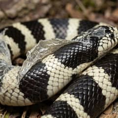 California kingsnake with banded pattern coiled on aspen substrate